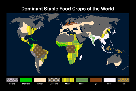 Map of dominant staple food crops of the World